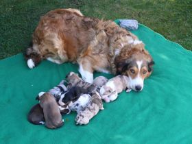 Border Collie Welpen