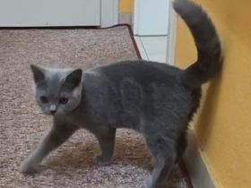 BKH-Aramis. Männlich, Blue Ticked