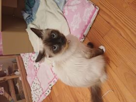 Ragdoll / BKH Mix