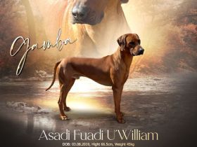 Rhodesian Ridgeback Deckrüde