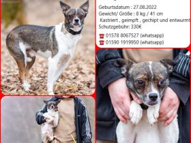 Gesseliger Peter sucht dich ...