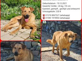 Nikolasha sucht Körbchen ...