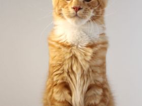 Reinrassige Maine Coon Kitten mit Stammbaum