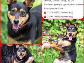 Ruhige Mulya sucht dich ...