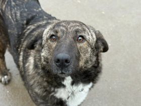 Gnadenplatz für zauberhafte Gerda gesucht