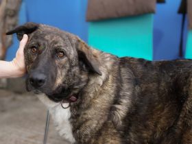 Gnadenplatz für zauberhafte Gerda gesucht