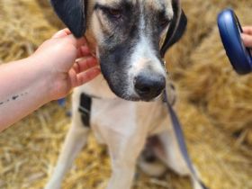 Louis sucht sein Für-immer-Zuhause