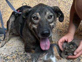 Rocco sucht sein Für-immer-Zuhause