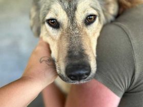 Petra sucht ihr Für-immer-Zuhause