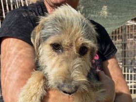 Coco braucht dringend eine Chance zur Hoffnung und zum Weiterleben, 3 Jahre, 40 cm