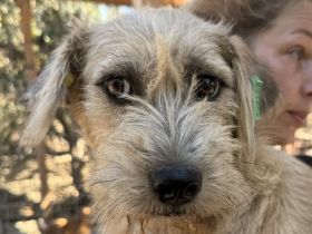 Conny, junge, ruhige Hündin mit sanften Blick mit viel Potenzial, 1 Jahr, 50 cm