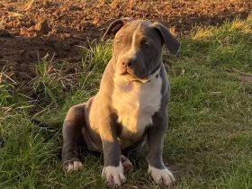 American Bully XL