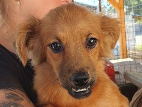 Emma, kleine, agile Hündin mit charmanten Unterbiss, 7 Mon, 31 cm