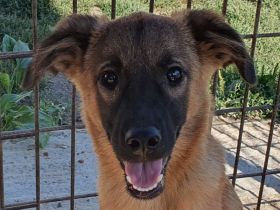 Pebbles, ein Sonnenschein auf 4 Pfoten :-),  6 Monate, 40 cm (wachsend)