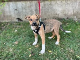 Begleiter mit großem Herz - Prinz Charming