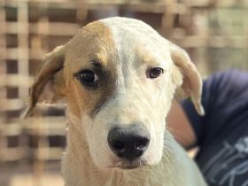 Sirius, sanft, anhänglich und zutraulich, es fehlt nur noch seine Menschen, 1 Jahr, 54 cm