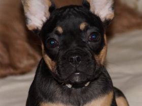 Französische Bulldoggen Welpen Rüden von komplett ausgewerteten Elterntieren