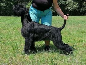 Riesenschnauzer hündin