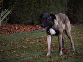 Erfahrenes Zuhause für sensiblen Hape gesucht