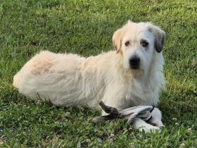 Flauschiger Jungspunt Newton