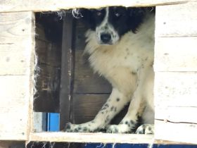 Finnley sucht eine Familie