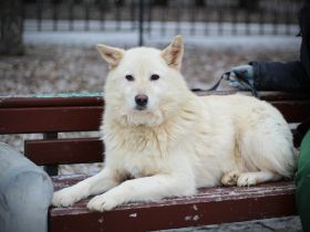 Lukas sucht Laika Mix Kenner