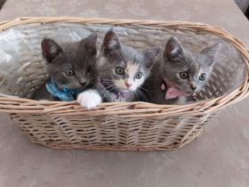 Süße flauschige Kitten abzugeben! (Siam-BKH)