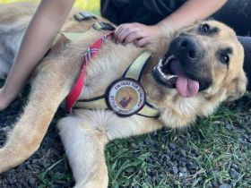 Zauberhafte Alexa sucht ihre Menschen