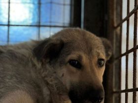 Ängstliche Kami sucht schützendes Zuhause