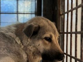 Ängstliche Kami sucht schützendes Zuhause