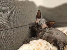 Wunderschöne Sphynx Kitten mit Tasthaare suchen neues zu Hause