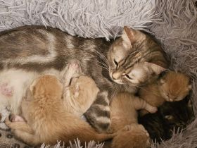 BKH Kitten Abzugeben