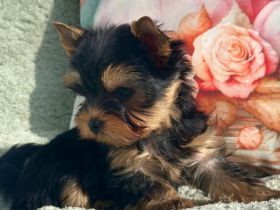 Reinrassige Yorkshire Terrier Rüde