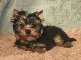 Reinrassige Yorkshire Terrier