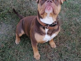 Wurfankündigung oeb Welpen