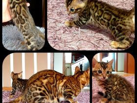 Bengal kitten mit Stammbaum