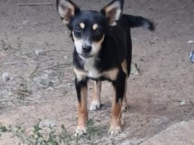 Geschwister Olivia (weiblich) und Ouzo (männlich) / derzeit noch in Griechenland