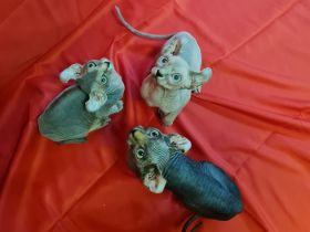 Sphynx Kitten