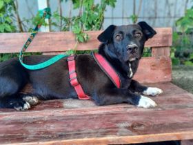 Herzensbrecher Oscar sucht ein Zuhause