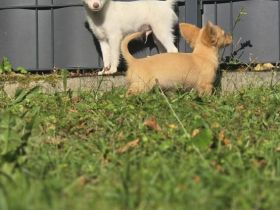 2 süße Chihuahua welpen zu verkaufen