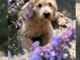 Labradoodle sucht dringend ein neues zuhause