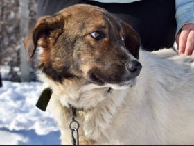 Glücksfell Soraya sucht ihre Familie