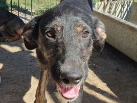 Ginger, menschenbezogene und lebenslustige Junghündin sucht das schöne Leben, 8 Monate, 49 cm