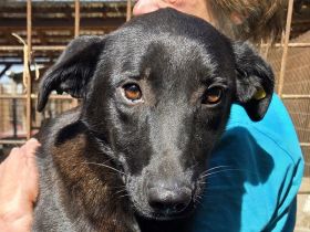 Lana, eine zarte Seele, die nur ein bisschen Zeit, Sicherheit und Liebe braucht, 10 M, 52 cm