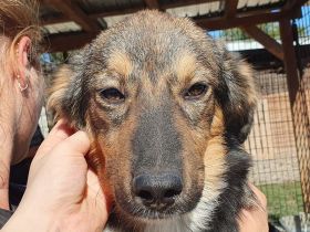 Milo, offener, freundlicher und verspielter kleiner Herzensbrecher, 8 Monate, 49 cm