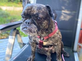 Debbie in 25524 Breitenburg sucht ihr Für-immer-Zuhause