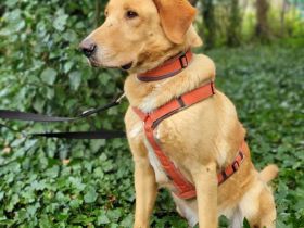 Spiky in 19406 Hohen Pritz sucht sein Für-immer-Zuhause