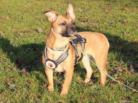 Kleine Nelly sucht sicheres Zuhause!