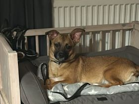 Kleine Nelly sucht sicheres Zuhause!