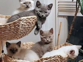 Britisch Kurzhaar  BKH sofort Abgabebereit